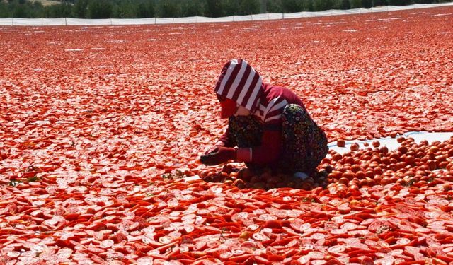 Domatesler güneşle buluştu, ova kırmızıya büründü