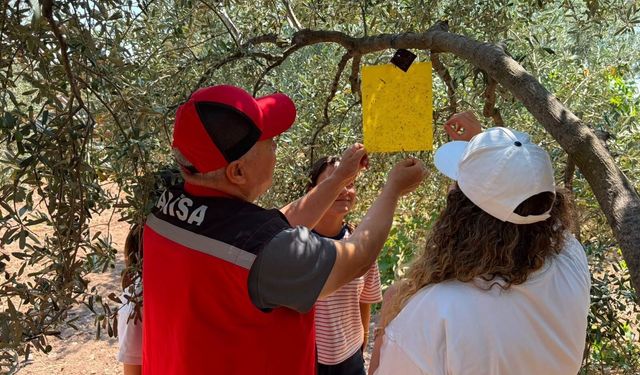 Ekipler zeytin ve meyve bahçelerinde inceleme başlattı