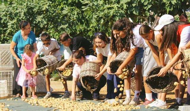 Germencik'te gönüllü gençler incir hasadına katıldı