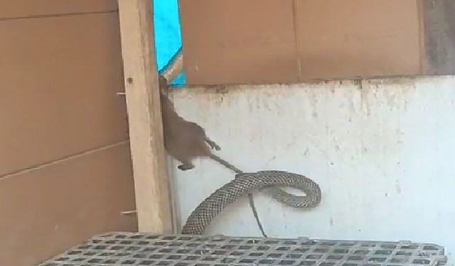 Her yerden yılan çıkıyor, aman dikkat