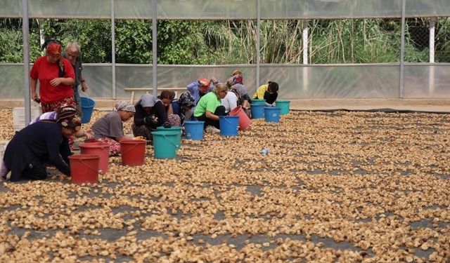 İncir üreticilerinden Bakanlığa çağrı: İşletmelerin ve tüccarların denetlenmesi lazım