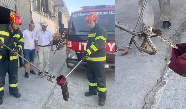 İş yerinden yılan çıktı