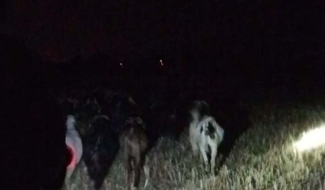 Kayıp keçileri jandarma buldu