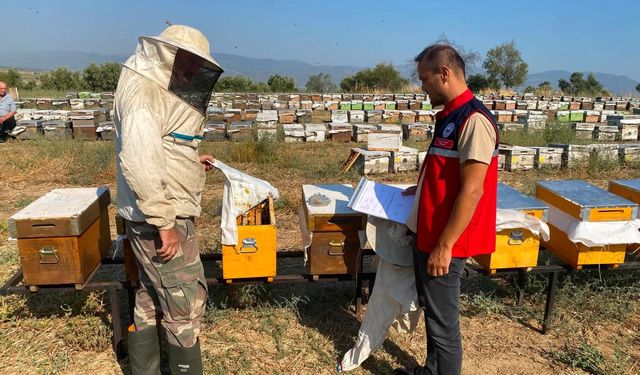 Nazilli’de arılı kovan tespit çalışmaları sürüyor