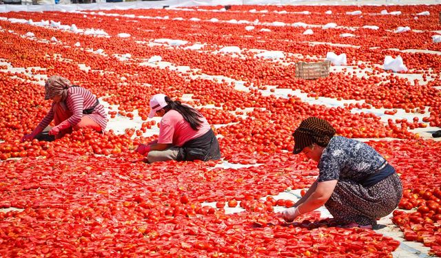 Ovada "kırmızı altın" mesaisi