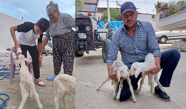 Anne sütünün yetmediği sevimli kuzular biberonla besleniyor