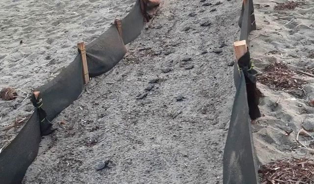 Aydın kıyılarında 214 yavru caretta denizle buluştu
