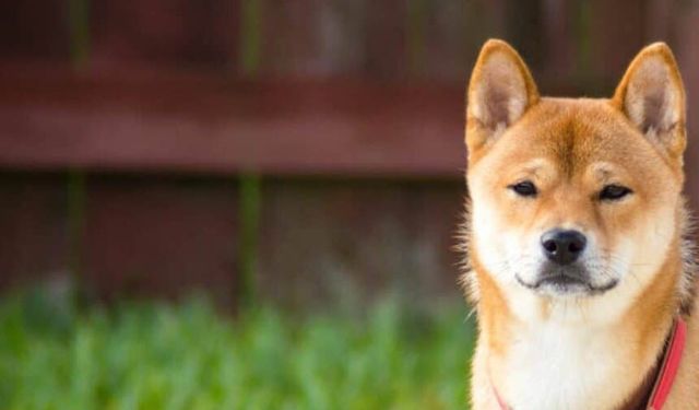 Çocuğa saldıran köpeğin sahibi aileye 1 milyon 200 bin lira ödeyecek