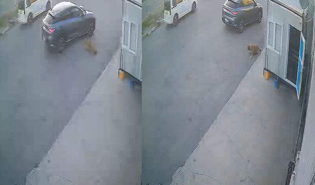 Görenlerin içini sızlatan görüntü