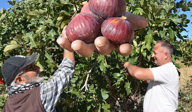 İncirde hasat mesaisi başladı