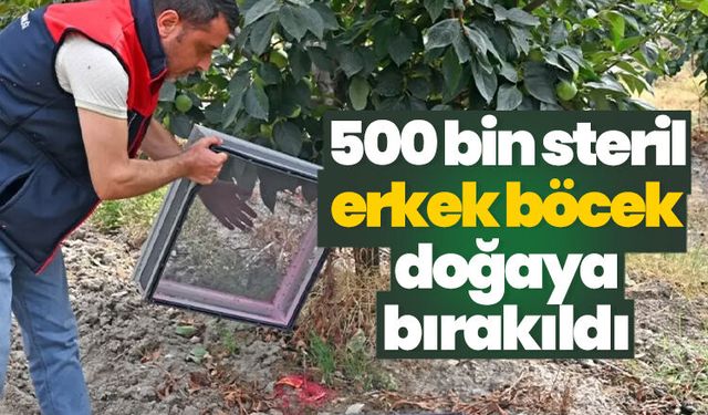 500 bin steril erkek böcek doğaya bırakıldı