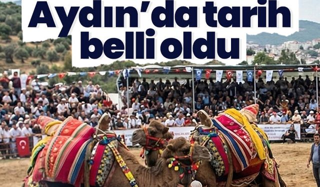 Aydın’da tarih belli oldu.. Deve güreşlerinde yeni sezon heyecanı başlıyor