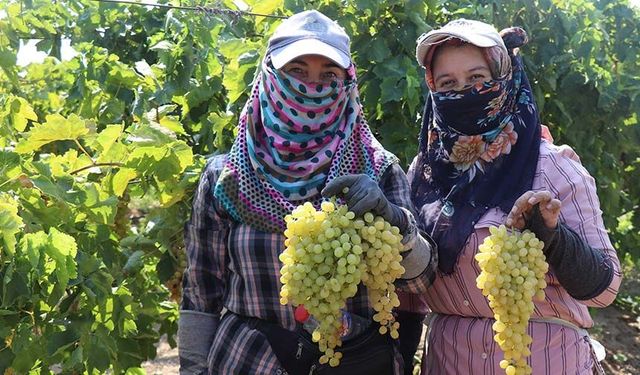 Üretici tepkili, tüccarın verdiği fiyatı beğenmedi