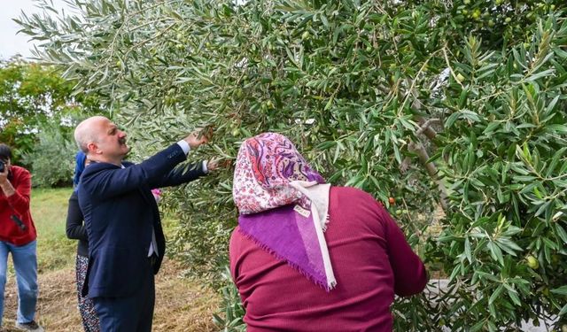 Aydın Valisi Osman Varol kadın çiftçilerle zeytin topladı
