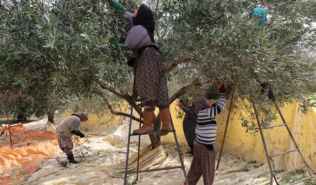 Aydın’da günlük 1000 liraya zeytin topluyorlar