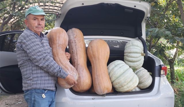 Emekli öğretmen bahçesine ekti, tanesi 30 kiloyu aştı