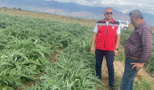 Aydın’da enginar hasadı için geri sayım başladı