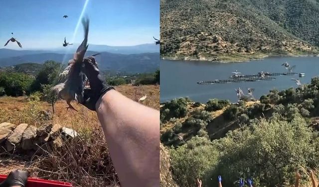 Aydın’da kınalı keklikler doğaya salındı