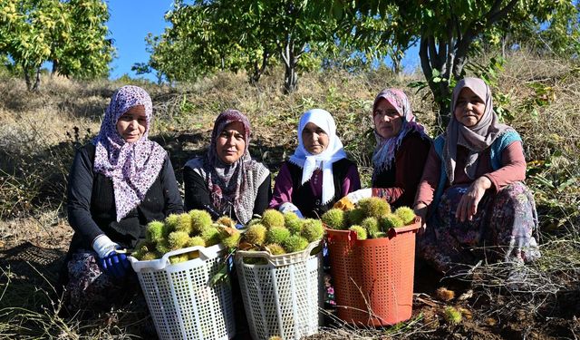 Kestanede hasat başladı, fiyat belli oldu