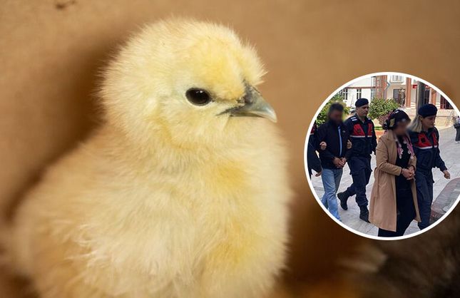Aydın’da ekipler kaçak çiftliğe baskın yaptı, 5 bin civciv itlaf edildi