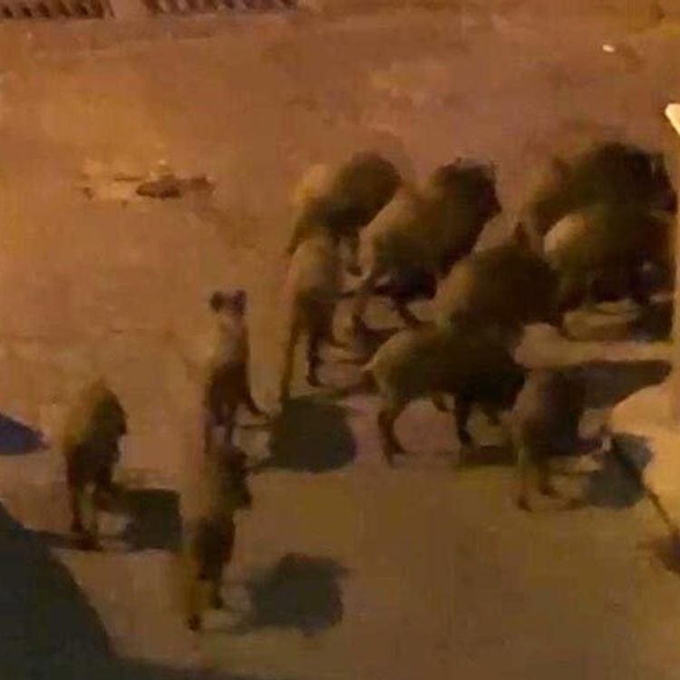 Kuşadası Belediyesi çöpleri toplamıyor, yaban domuzları mahallelerde cirit atıyor