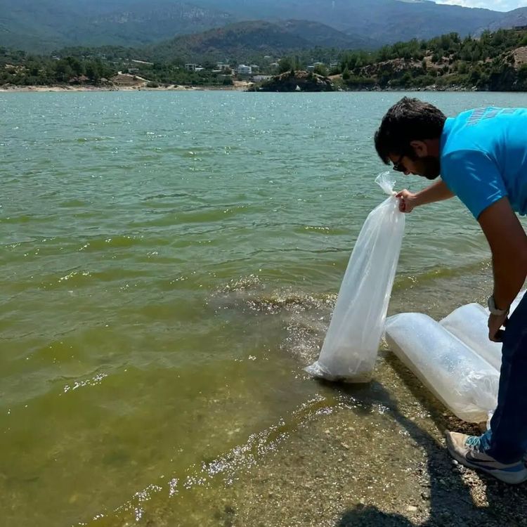 Aydın’da 535 bin sazan salındı