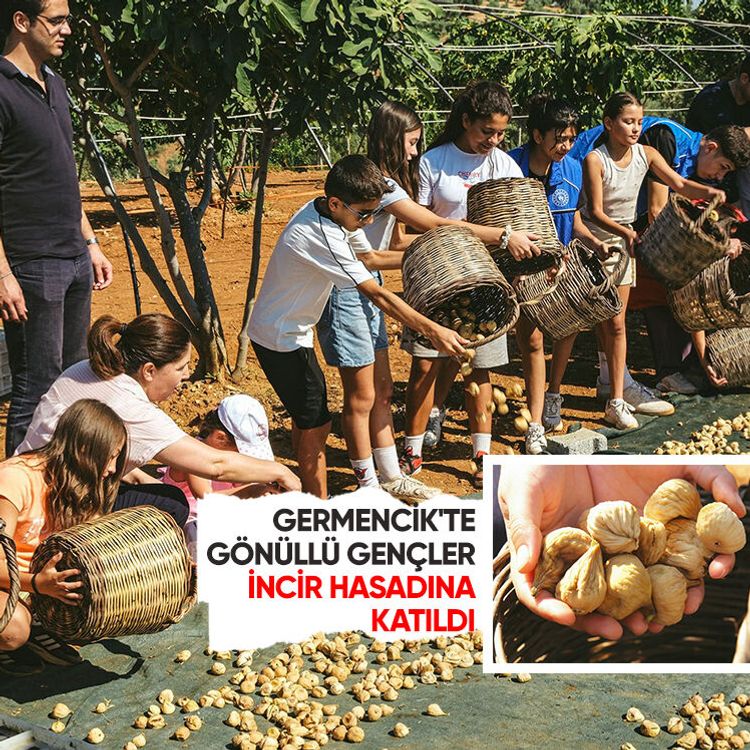 Germencik'te gönüllü gençler incir hasadına katıldı