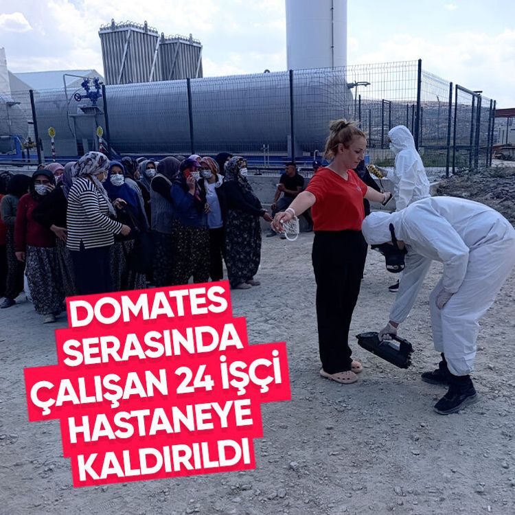Domates serasında çalışan 24 işçi hastaneye kaldırıldı