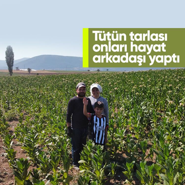 Tütün tarlası onları hayat arkadaşı yaptı
