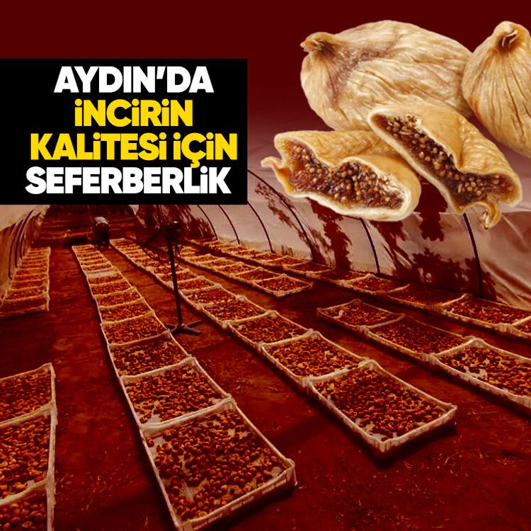 Aydın’da incirin kalitesi için seferberlik
