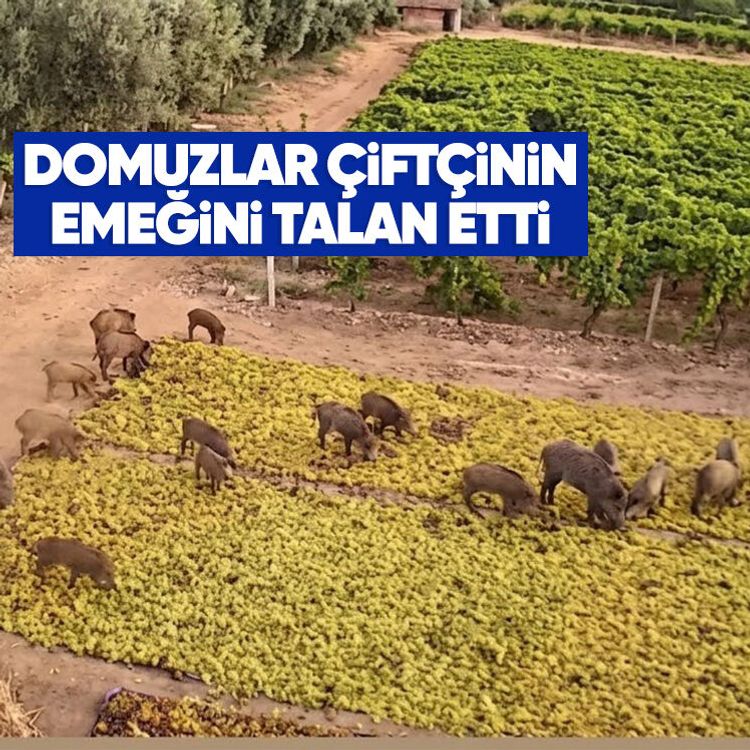 Domuzlar çiftçinin emeğini talan etti