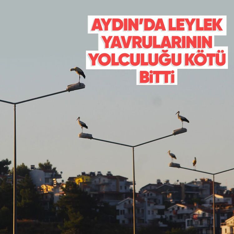Aydın’da leylek yavrularının yolculuğu kötü bitti
