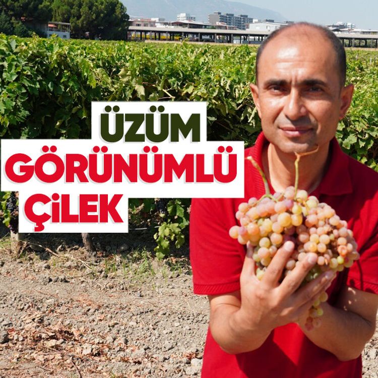 Üzüm görünümlü çilek