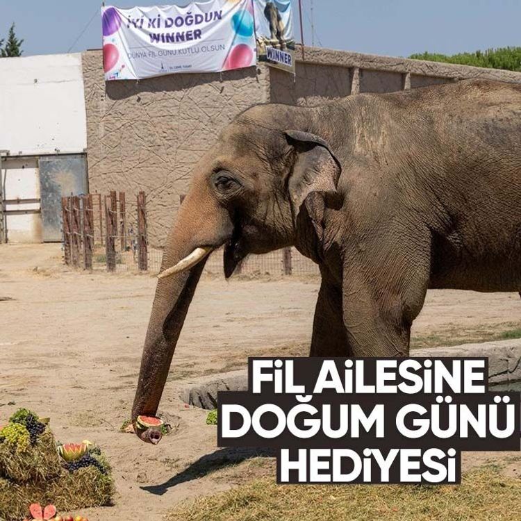 Fil ailesine doğum günü hediyesi