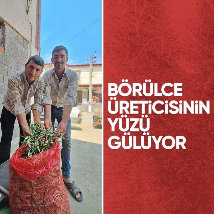 Börülce üreticisinin yüzü gülüyor