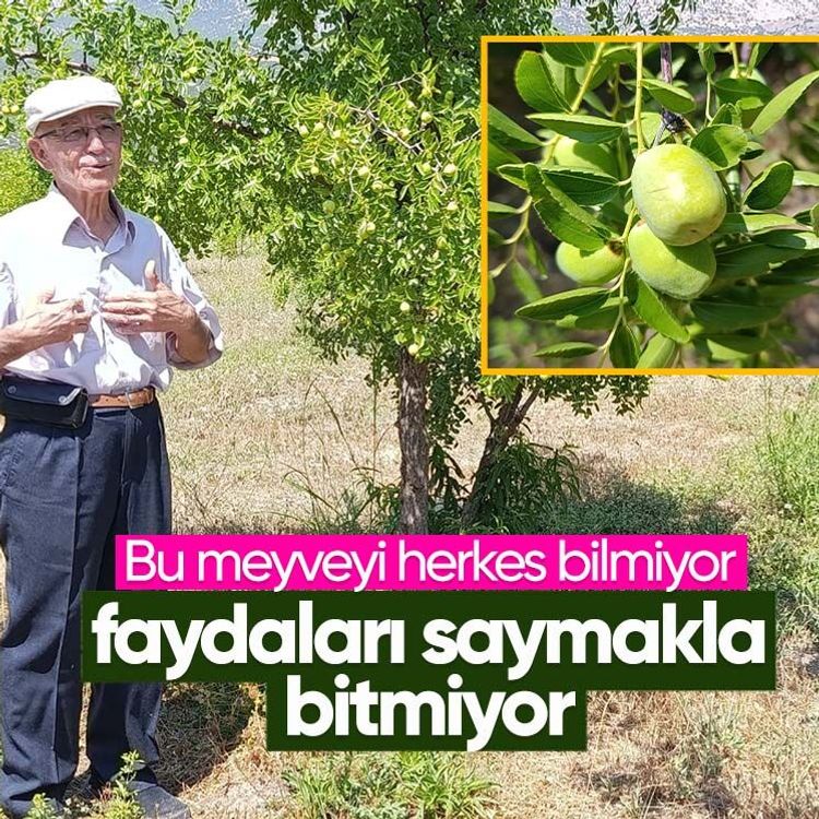 Bu meyveyi herkes bilmiyor, faydaları saymakla bitmiyor
