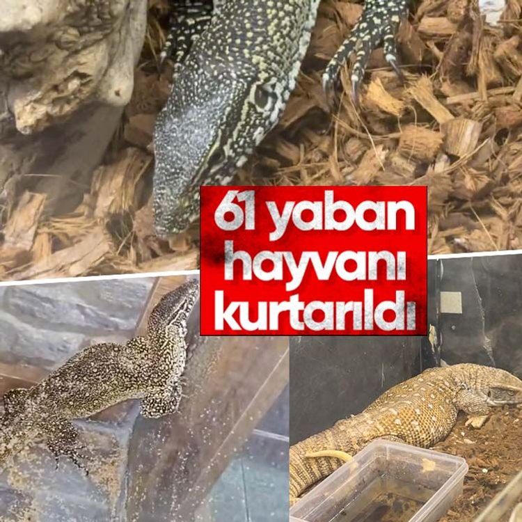 61 yaban hayvanı kurtarıldı