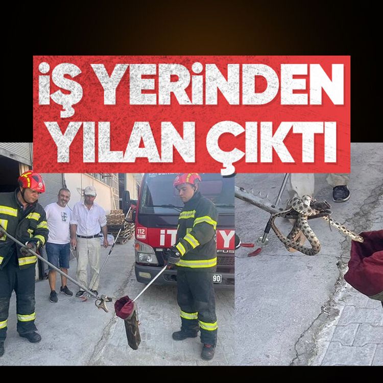 İş yerinden yılan çıktı