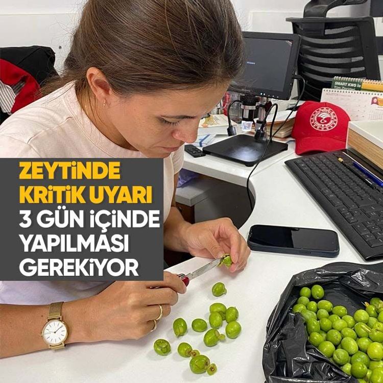 Zeytinde kritik uyarı, 3 gün içinde yapılması gerekiyor