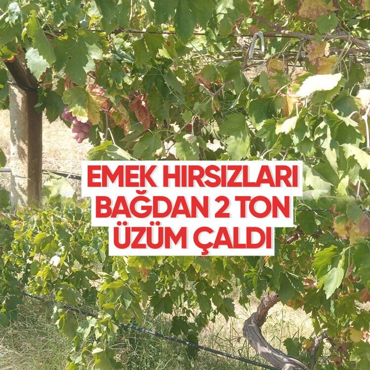 Emek hırsızları bağdan 2 ton üzüm çaldı