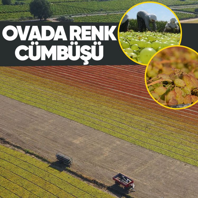 Ovada renk cümbüşü