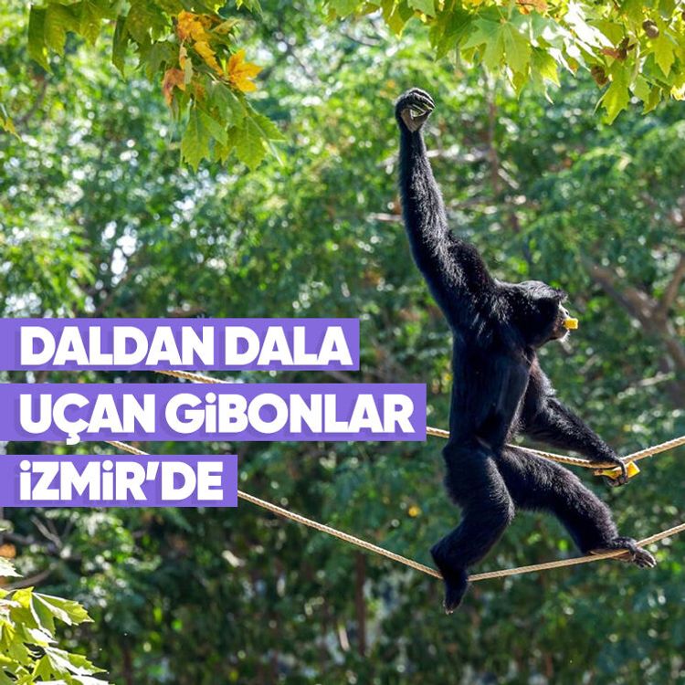 Daldan dala uçan gibonlar İzmir’de