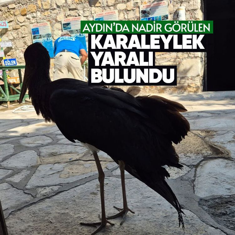 Aydın’da nadir görülen karaleylek yaralı bulundu