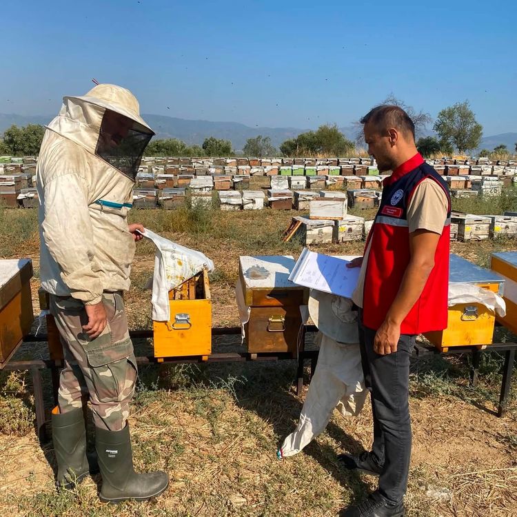 Nazilli’de arılı kovan tespit çalışmaları sürüyor