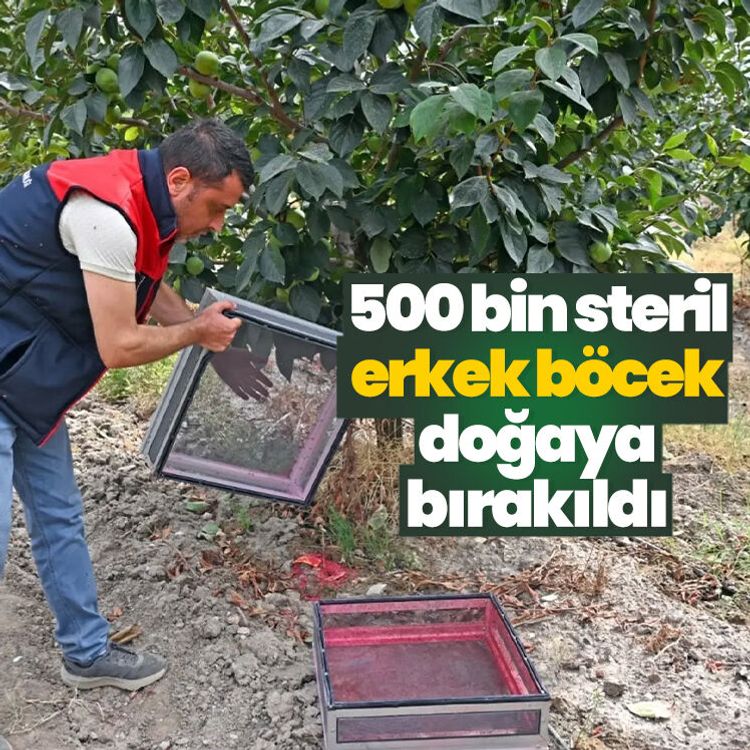 500 bin steril erkek böcek doğaya bırakıldı