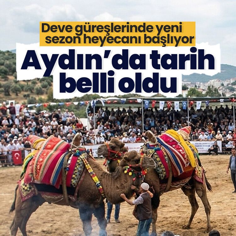 Aydın’da tarih belli oldu.. Deve güreşlerinde yeni sezon heyecanı başlıyor