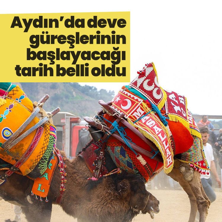 Aydın’da deve güreşlerinin başlayacağı tarih belli oldu