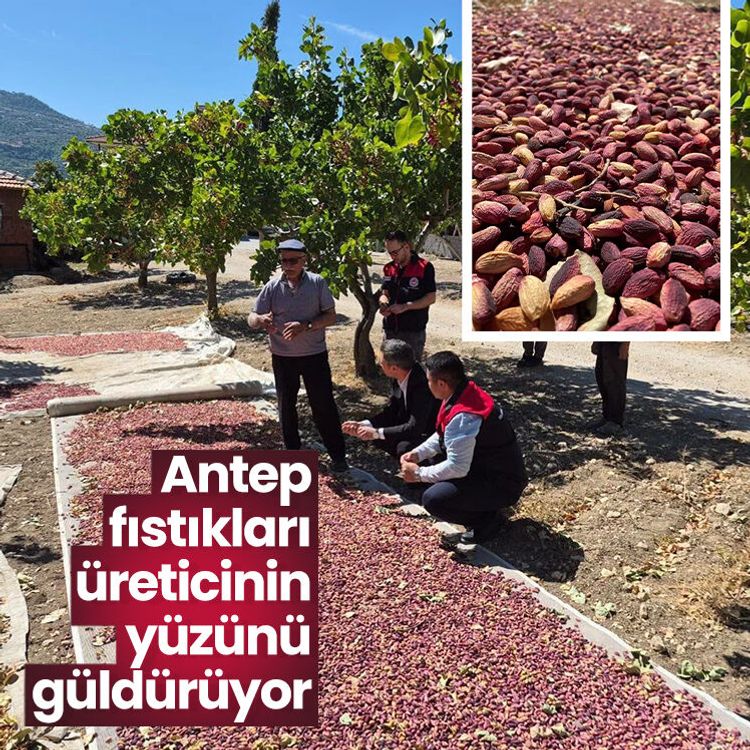 Antep fıstıkları üreticinin yüzünü güldürüyor