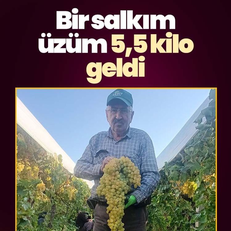 Bir salkım üzüm 5,5 kilo geldi