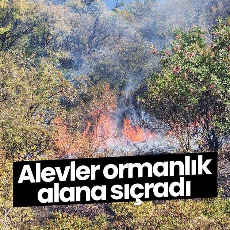 Alevler ormanlık alana sıçradı